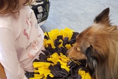 Hund2
